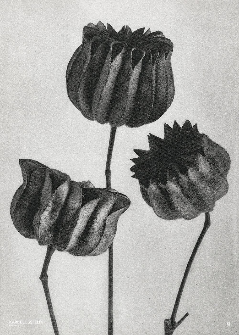 Karl Blossfeldt - Abutilon