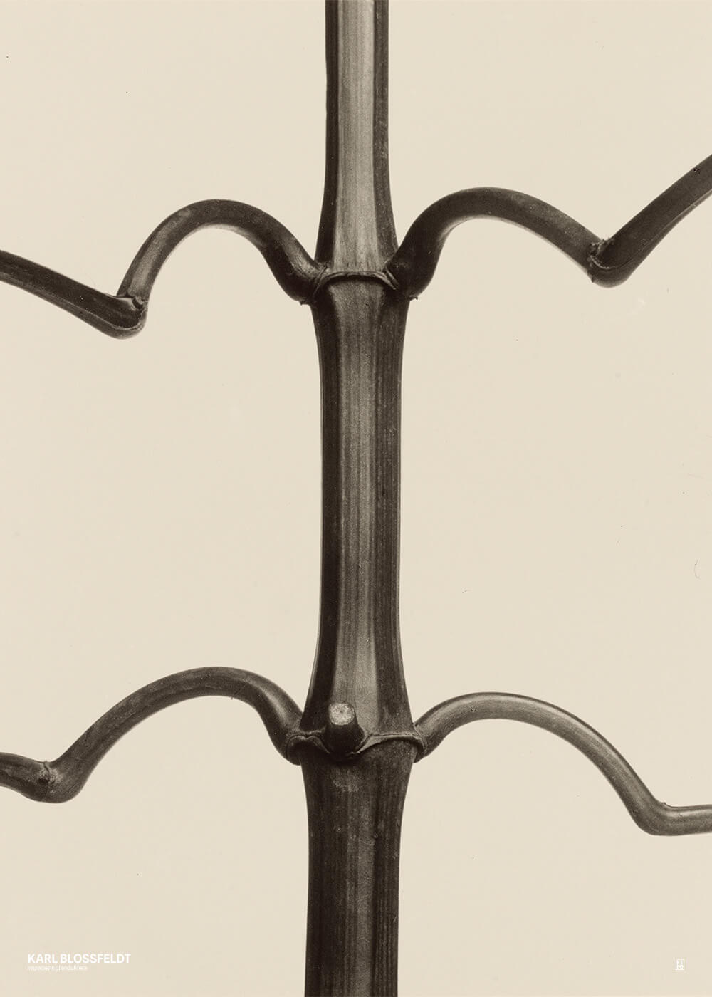 Karl Blossfeldt - Impatiens glandulifera